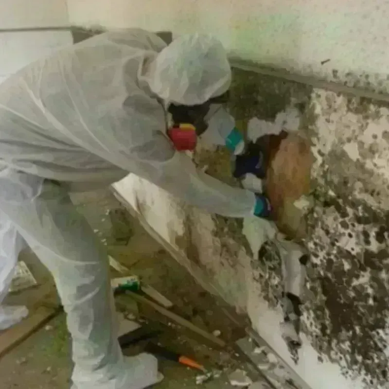 Mold Remediation and Removal in McKinney, TX